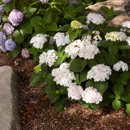 Blushing Bride Hydrangea