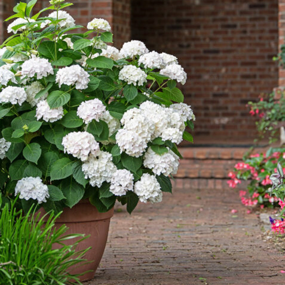 Blushing Bride Hydrangea