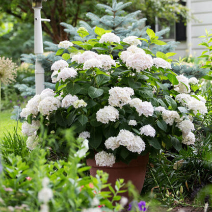 Blushing Bride Hydrangea