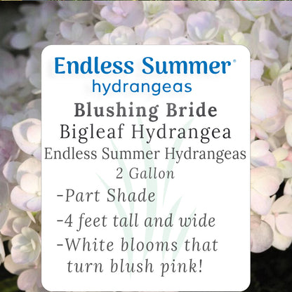 Blushing Bride Hydrangea