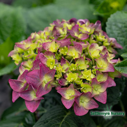 Summer Crush Hydrangea