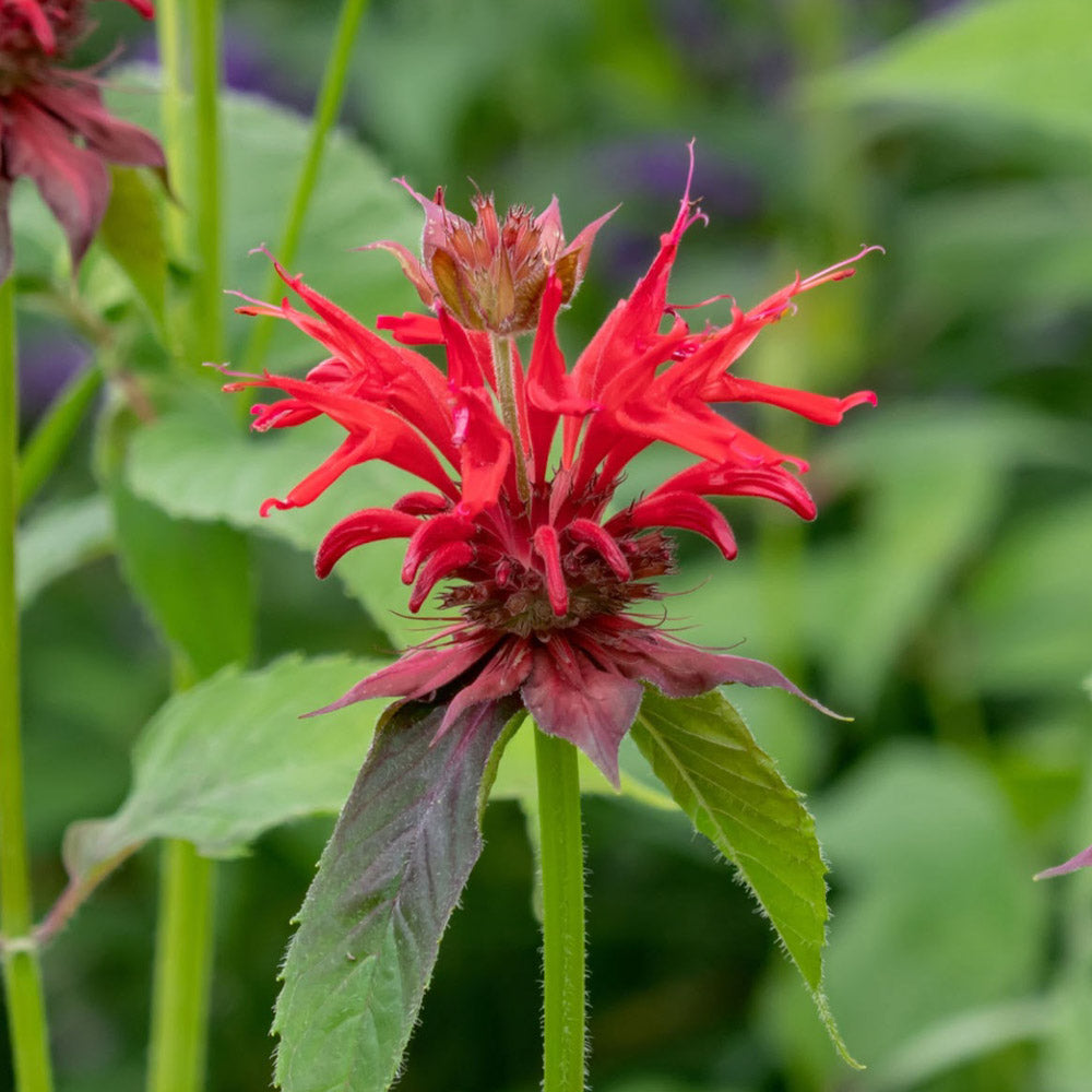 Bee Balm 1 Gallon Assorted Colors