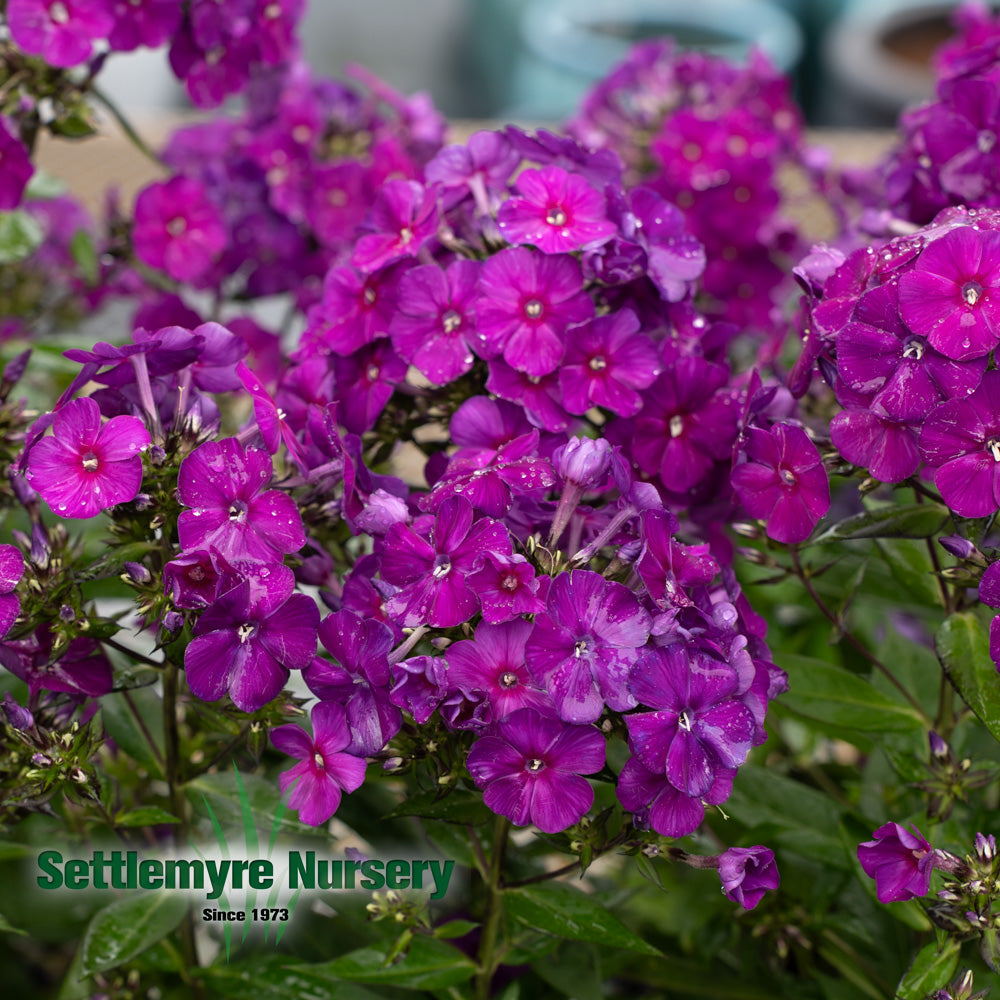 Garden Phlox #1