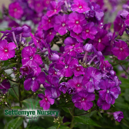 Garden Phlox #1