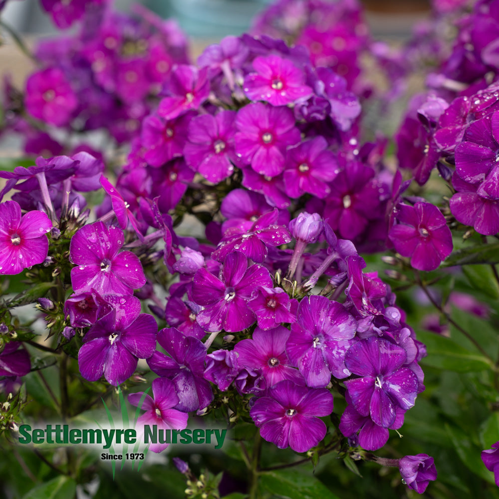 Garden Phlox #1