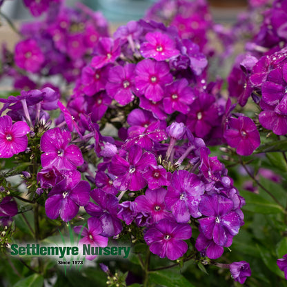 Garden Phlox #1