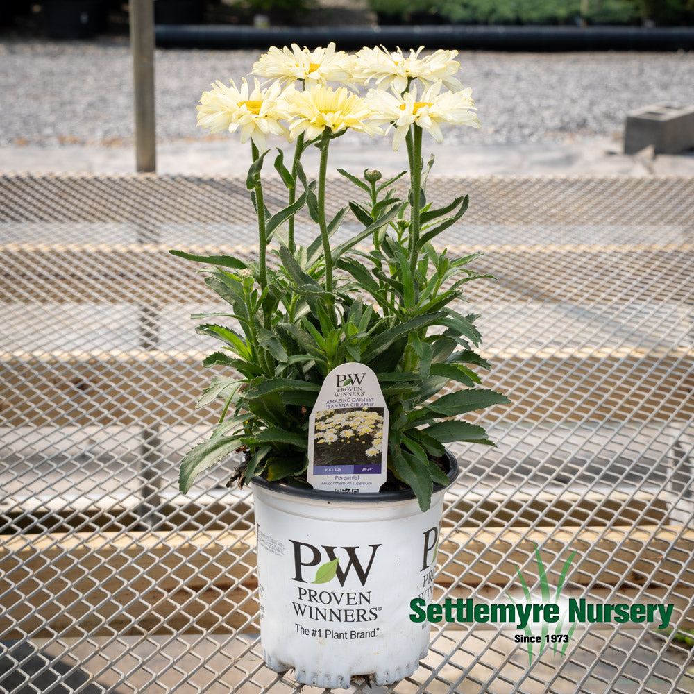 Perennial Flower Shasta Daisy #1