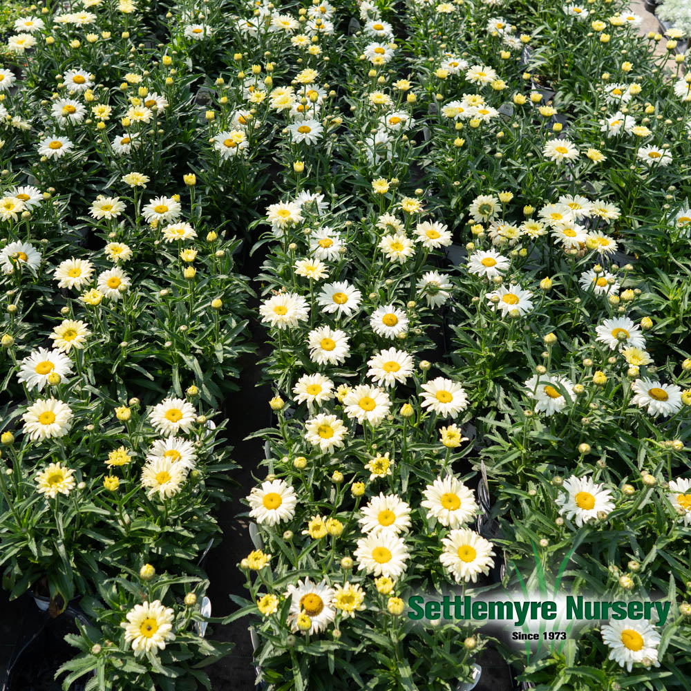 Perennial Flower Shasta Daisy #1