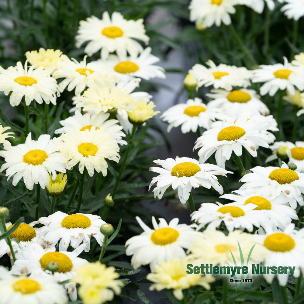 Perennial Flower Shasta Daisy #1