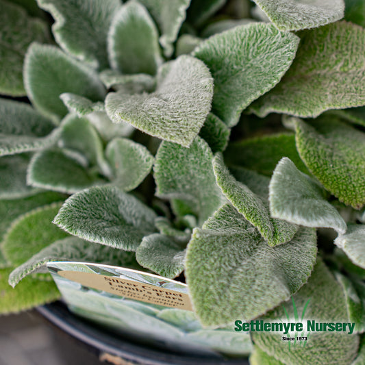 Lambs Ear 1 Gallon