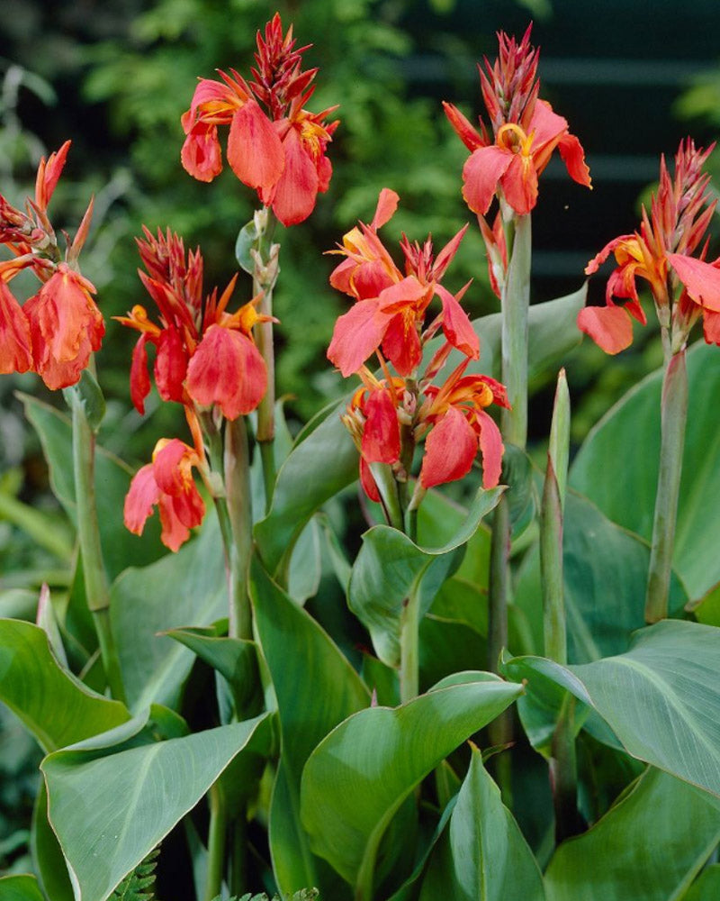 Canna Lily #1