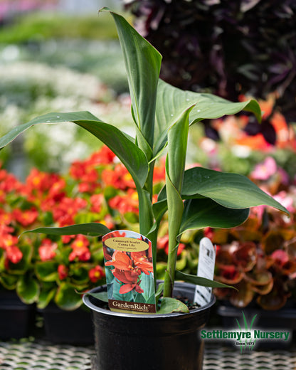 Canna Lily #1