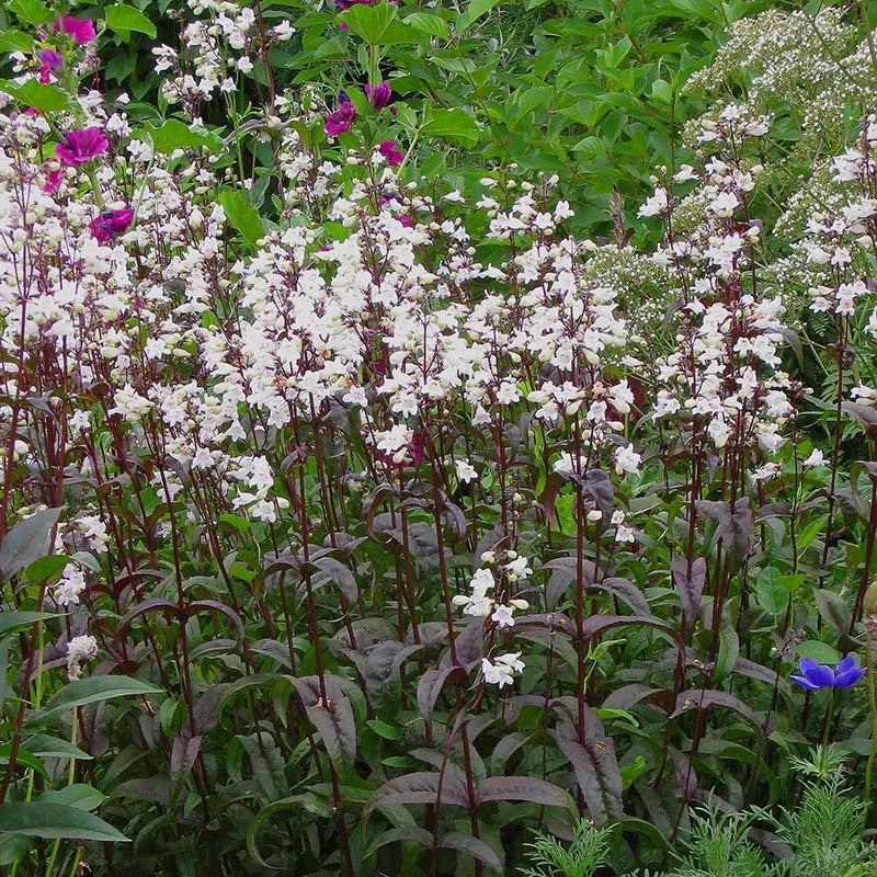 Penstemon Beardtongue #1