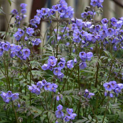 Perennial Polemonium Jacobs Ladder 1G