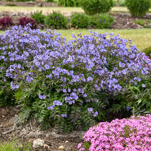 Perennial Polemonium Jacobs Ladder 1G