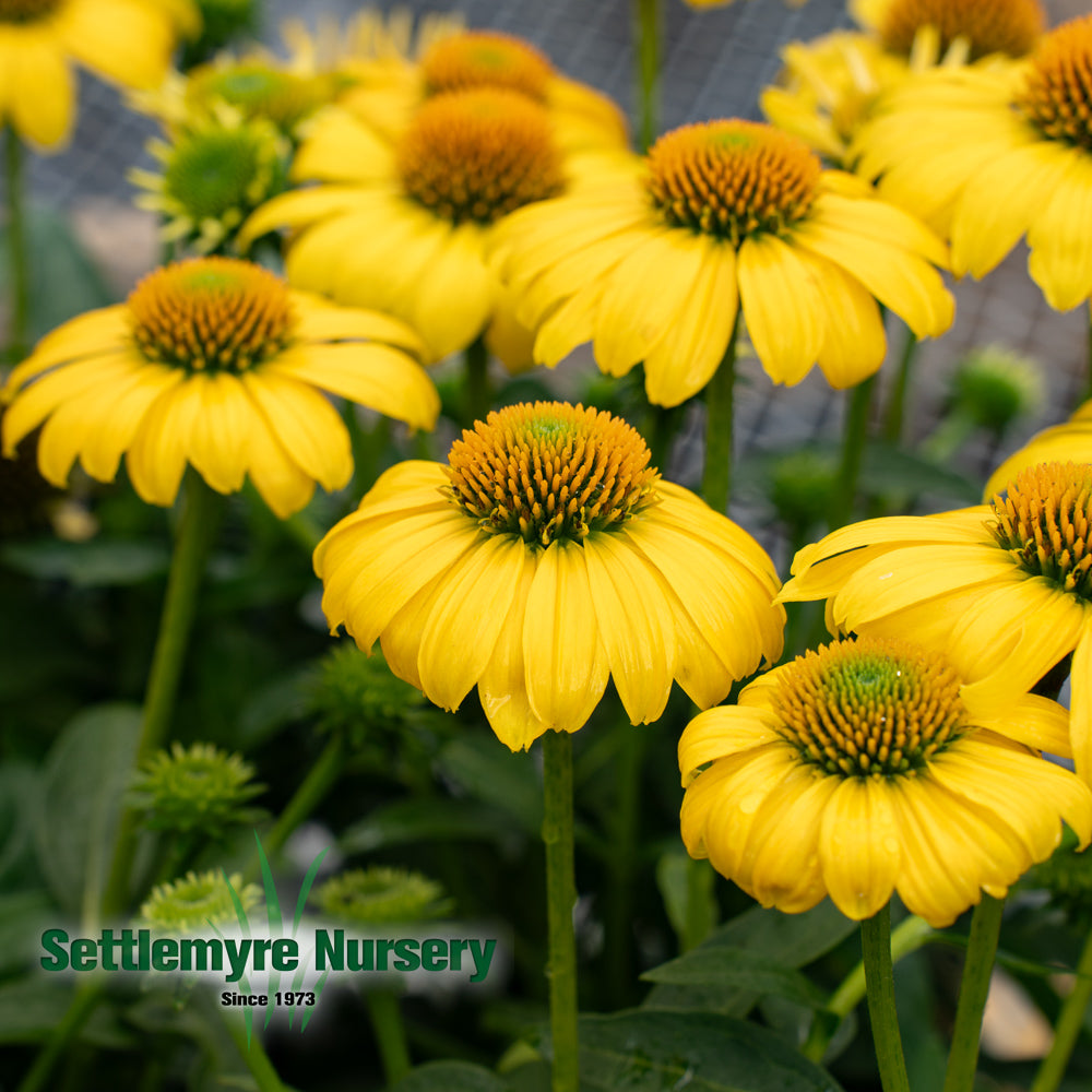 Echinacea Assorted #1