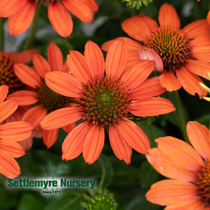 Echinacea Assorted #1