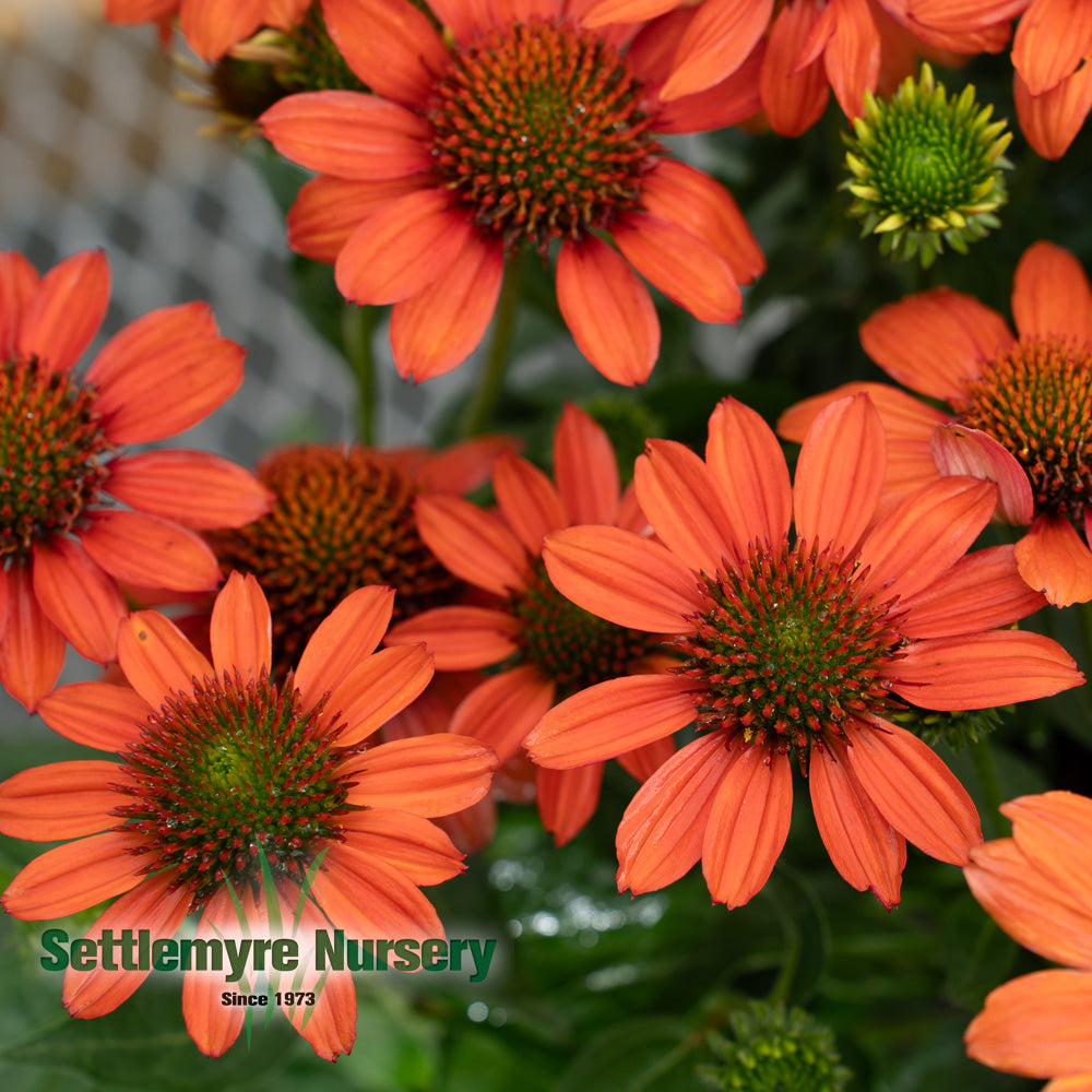 Echinacea Assorted #1