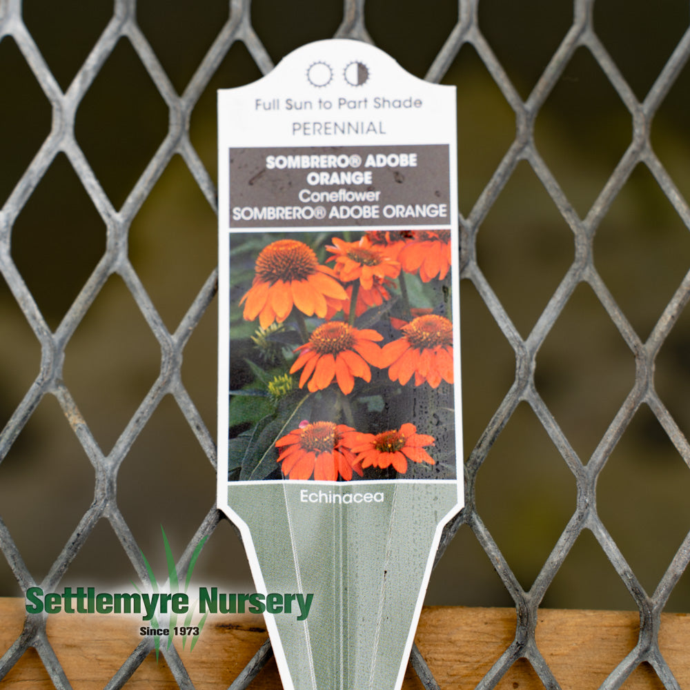 Echinacea Assorted #1