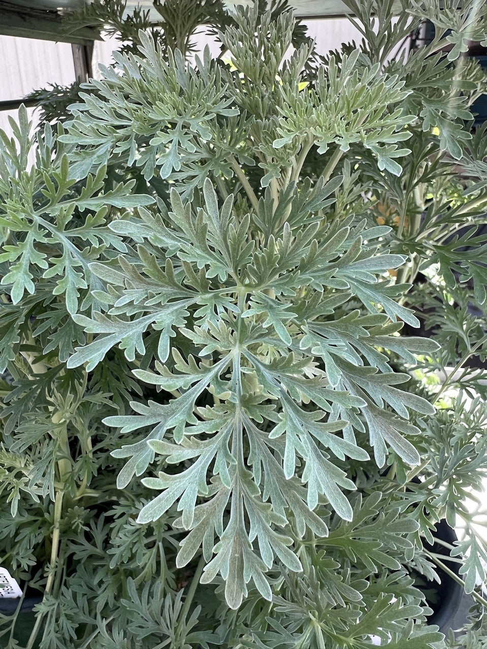 Perennial Artemisia Powis Castle