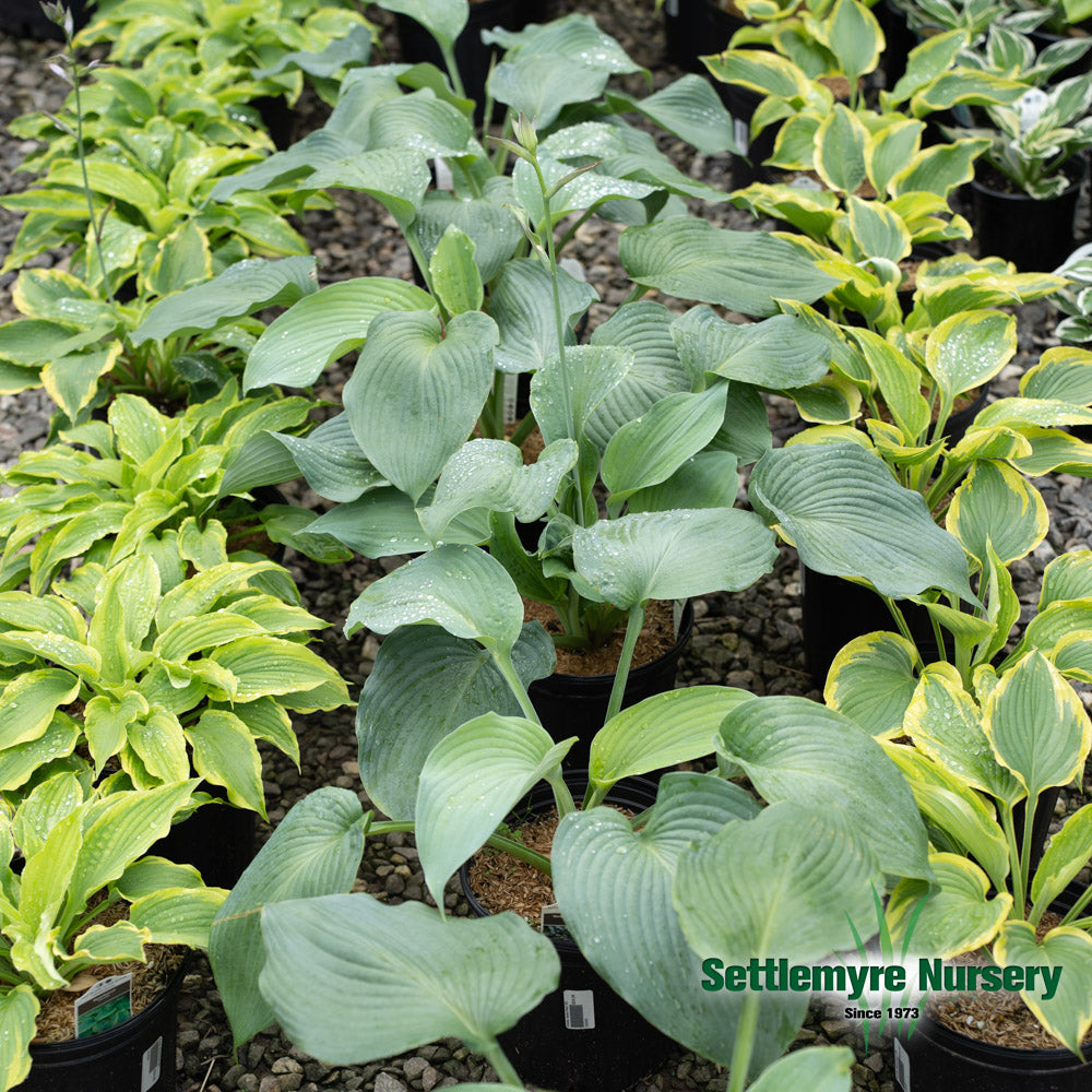 Hosta Assorted #1