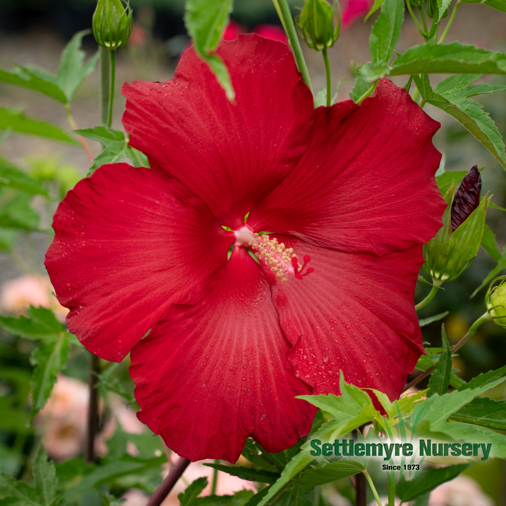 Large red bloom on hardy perennial hibiscus