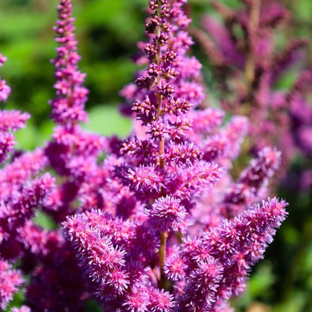 Astilbe #1