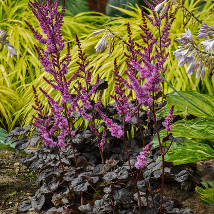 Perennial Astilbe #2