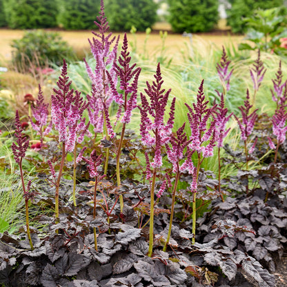 Perennial Astilbe #2