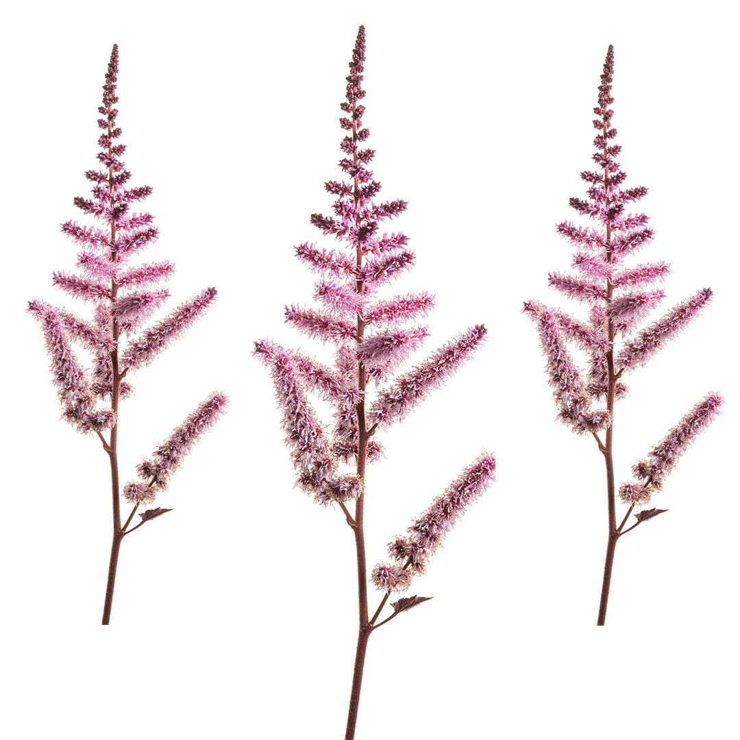 Dark Side of the Moon Astilbe | Perennial Flower | Settlemyre Nursery