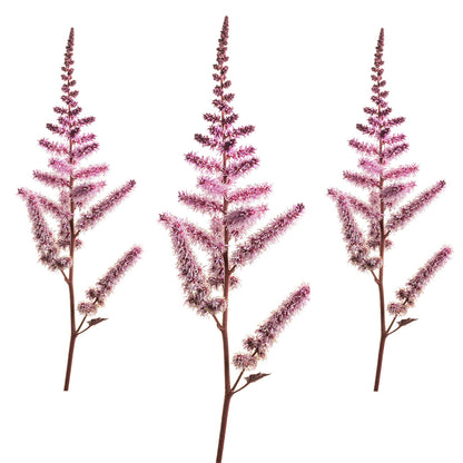 Perennial Astilbe #2