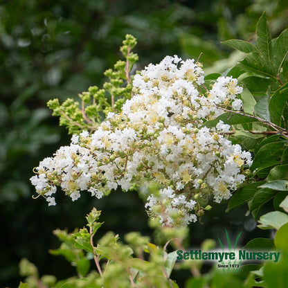 White Crape Myrtle tree in Valdese, NC. August blooms.