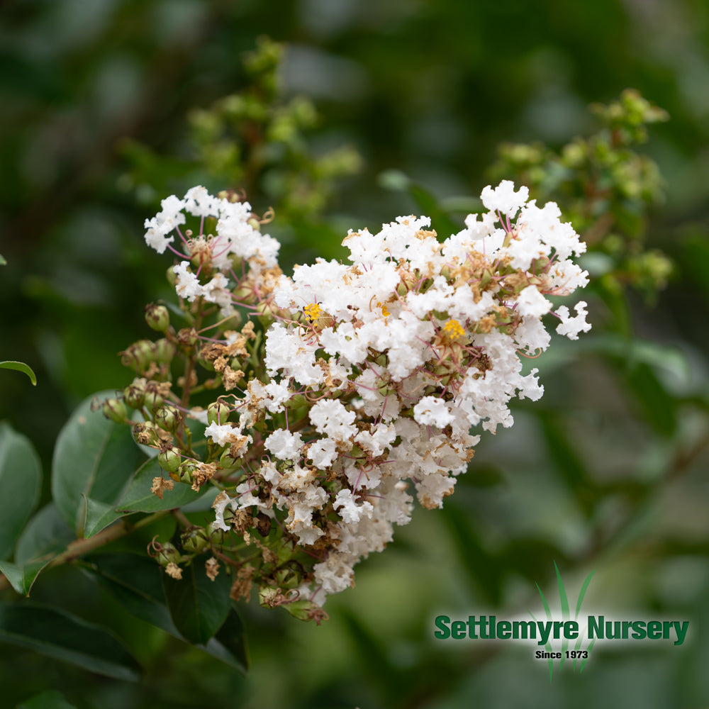 White Crape Myrtle tree in Valdese, NC. August blooms.