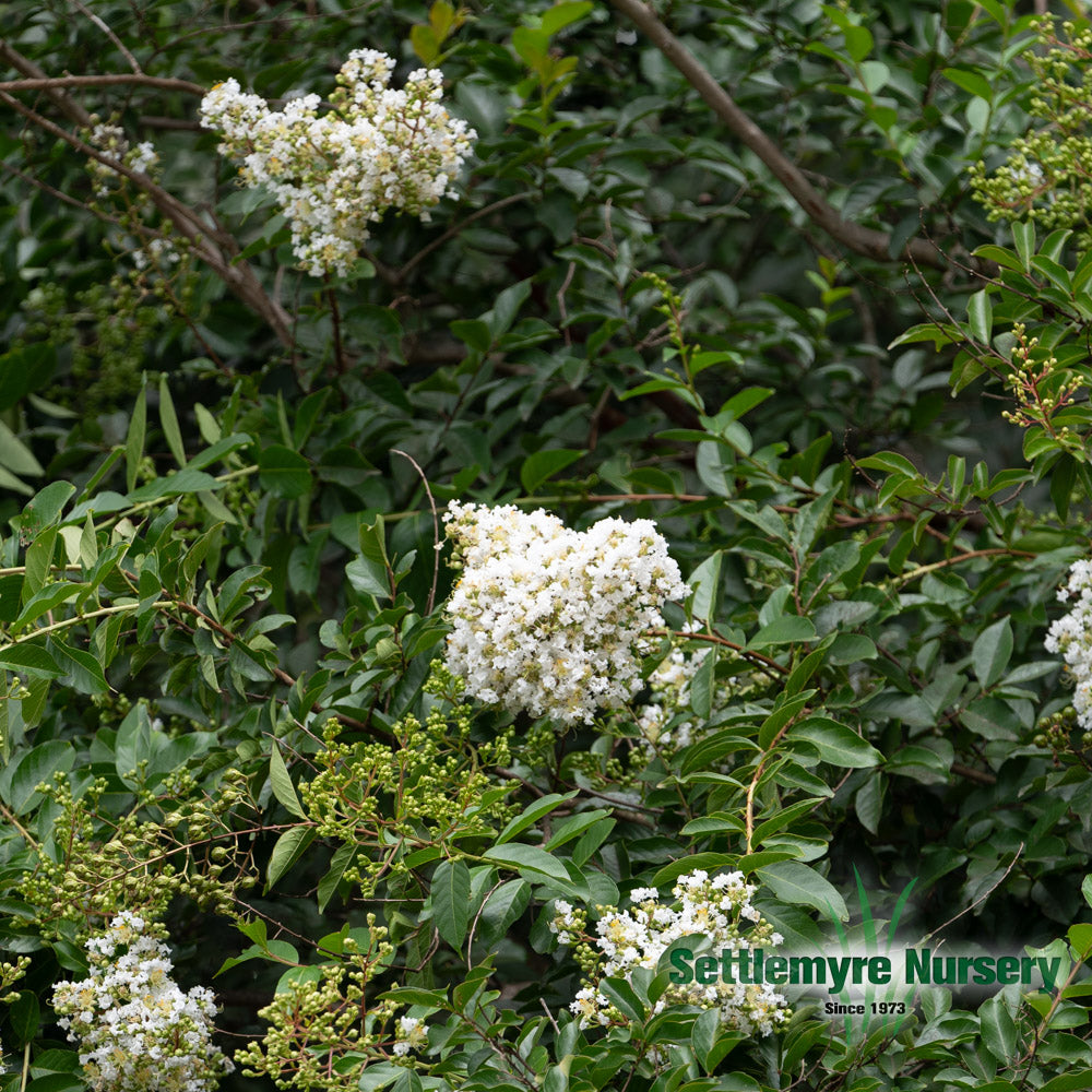 White Crape Myrtle tree in Valdese, NC. August blooms.