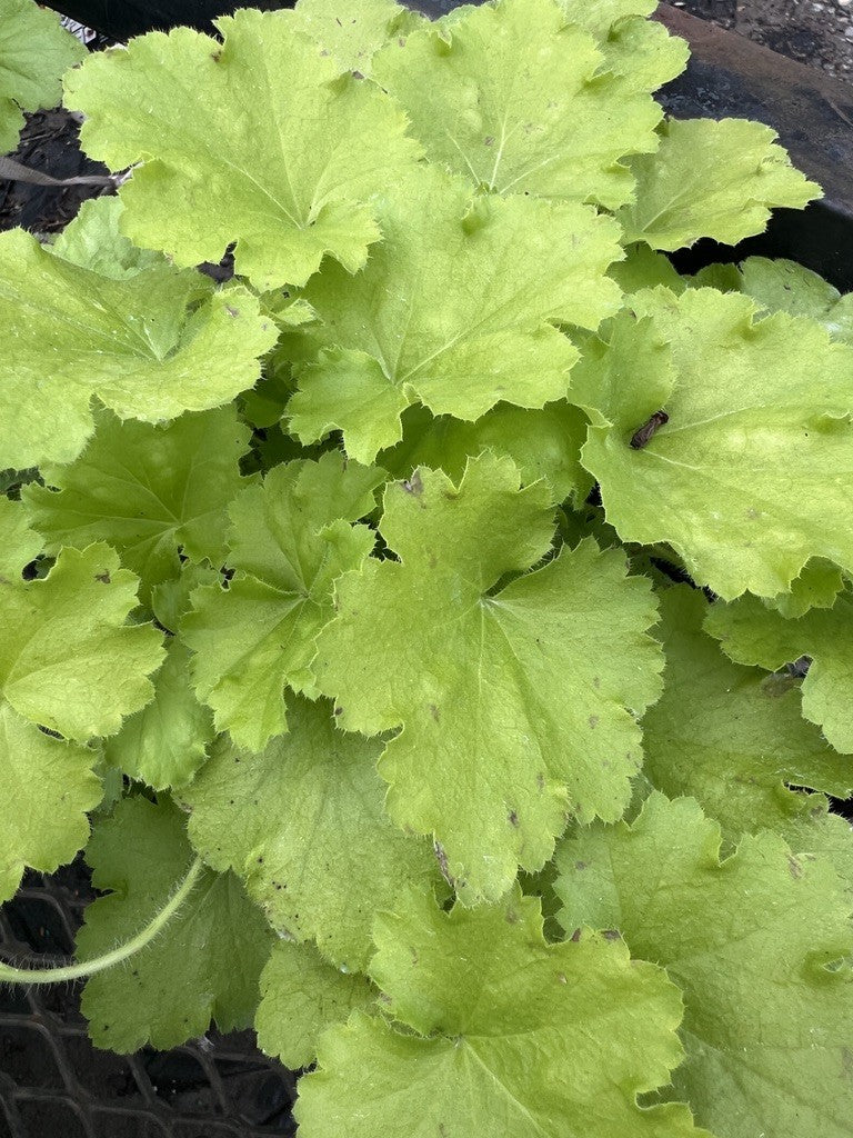 Lemon Love Heuchera