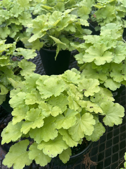 Lemon Love Heuchera