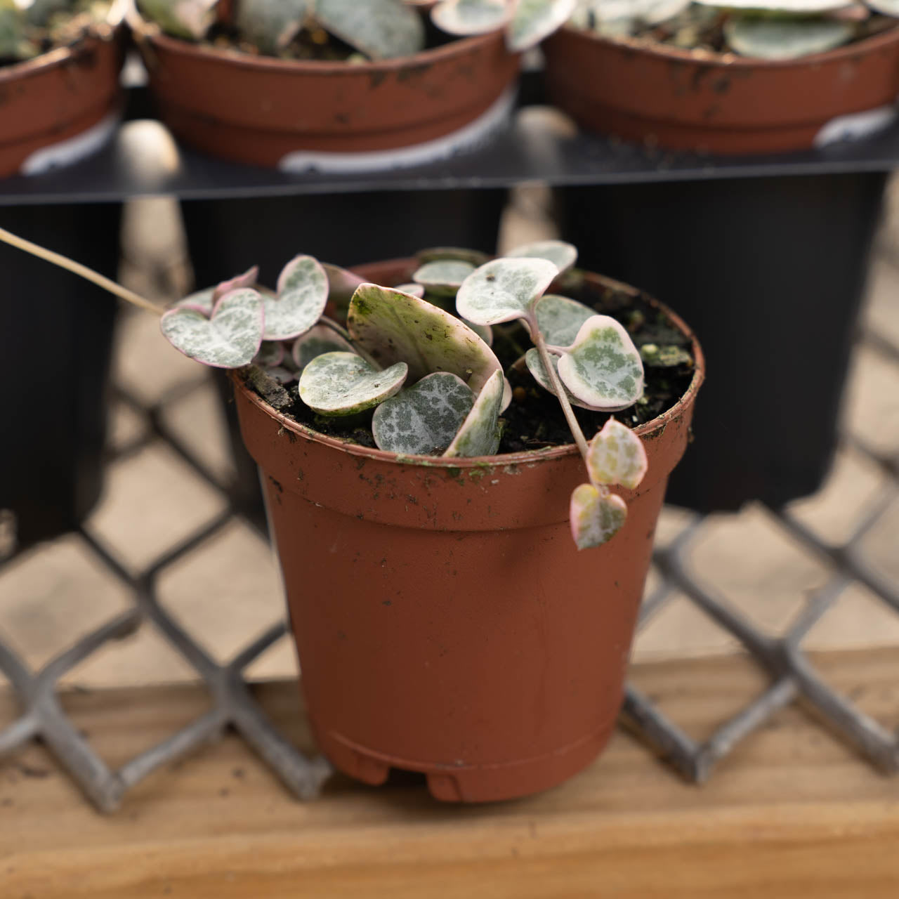 Succulent String of Hearts 2 Inch