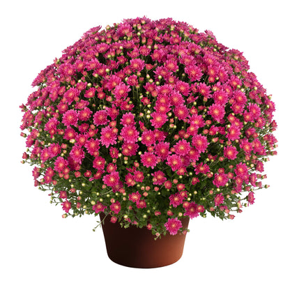 Mum Jacqueline Pink 12"