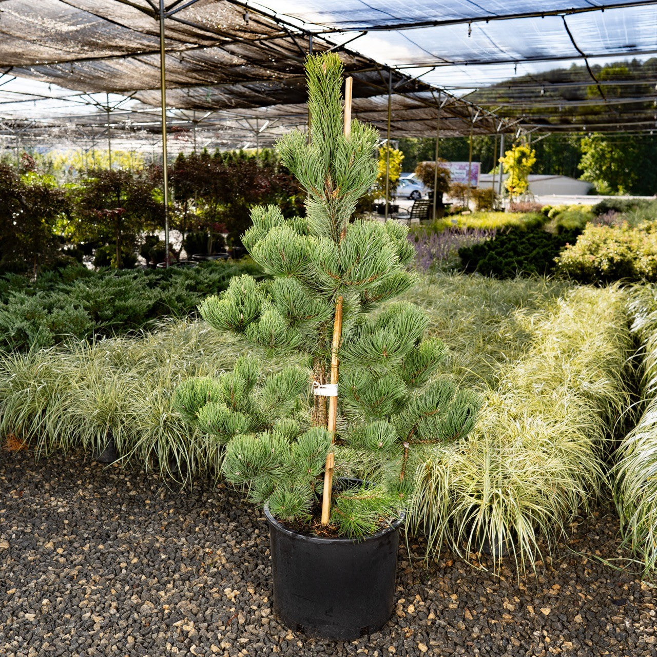 Oregon Green Austrian Pine in pot at Settlemyre Nursery in Valdese