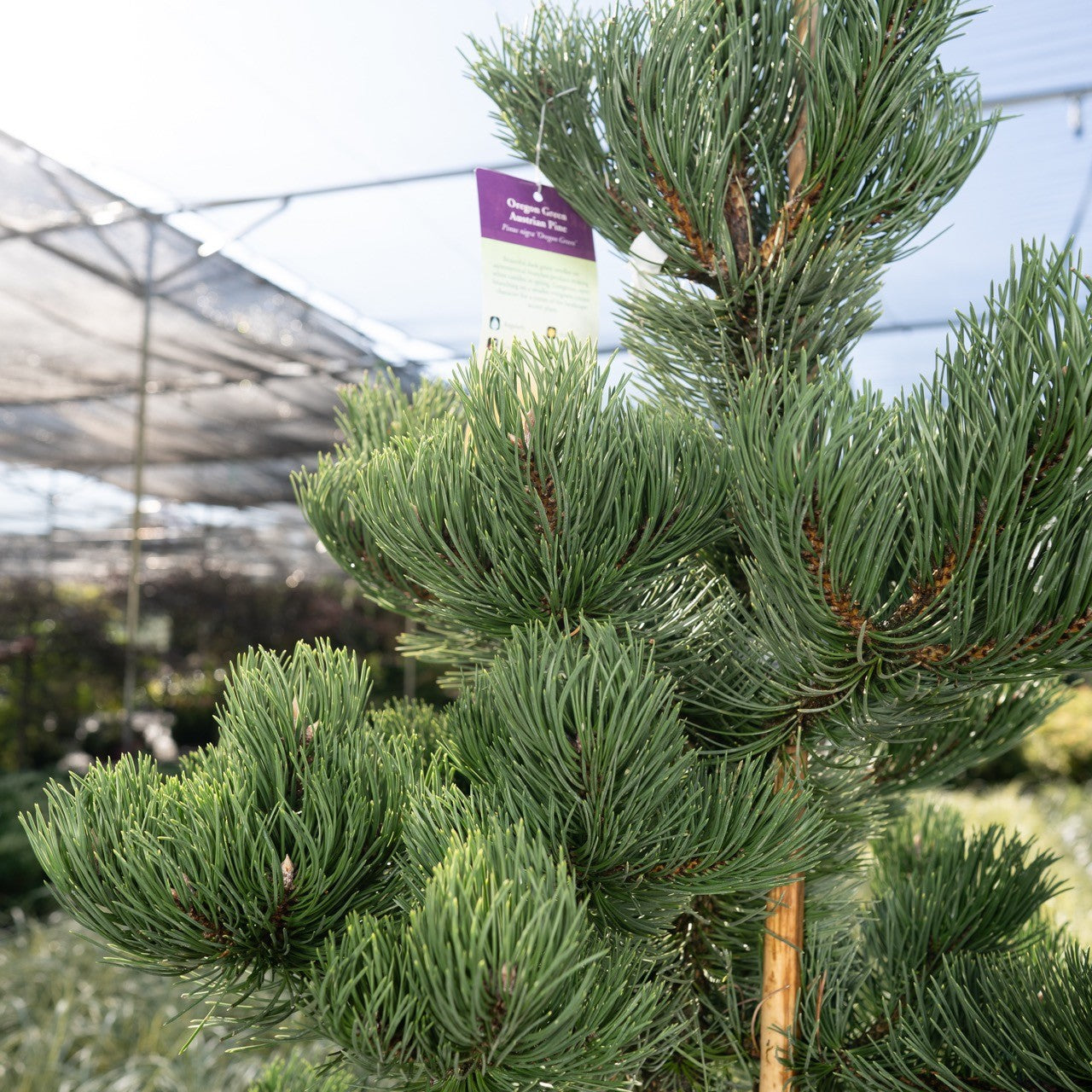 Group of Oregon Green Austrian Pine trees in pots at Settlemyre Nursery in Valdese