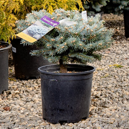 Dwarf Globosa Blue Spruce