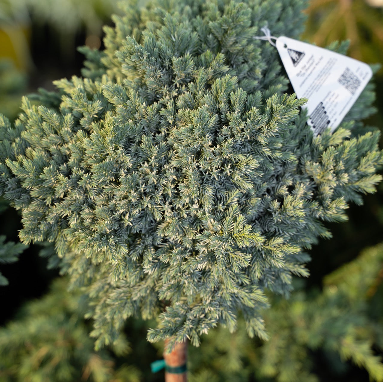 Blue Star Juniper on a Standard