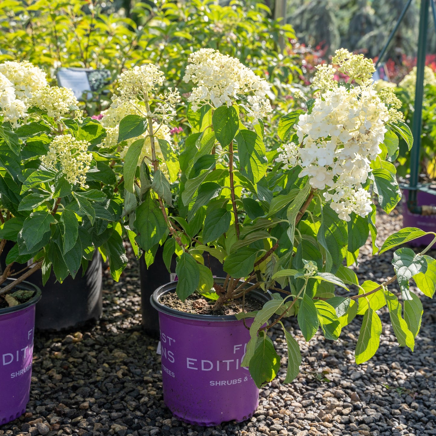 Hydrangea Little Hottie