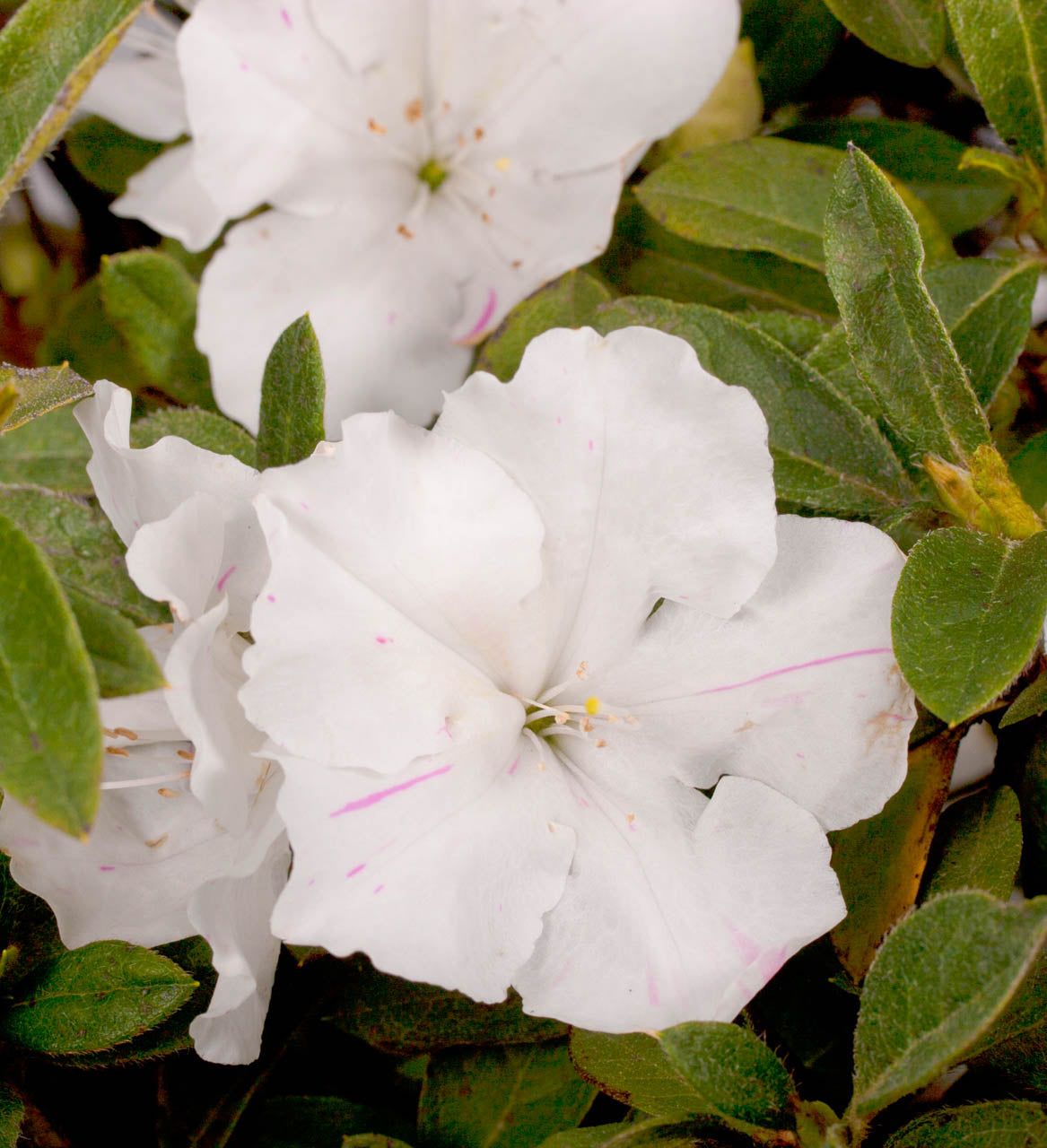 Azalea Encore Autumn Lily