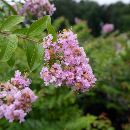 Muskogee Lavender Crape Myrtle Tree