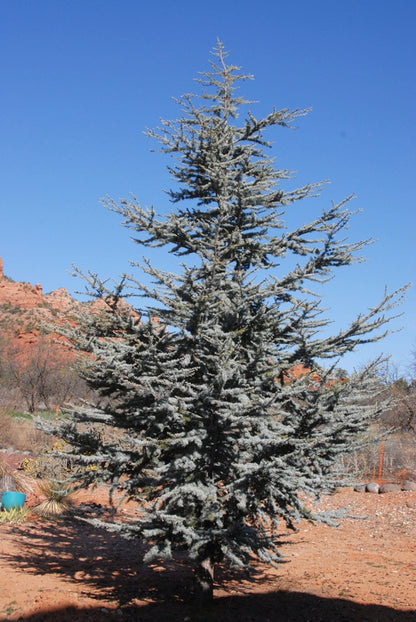 Blue Atlas Cedar Tree