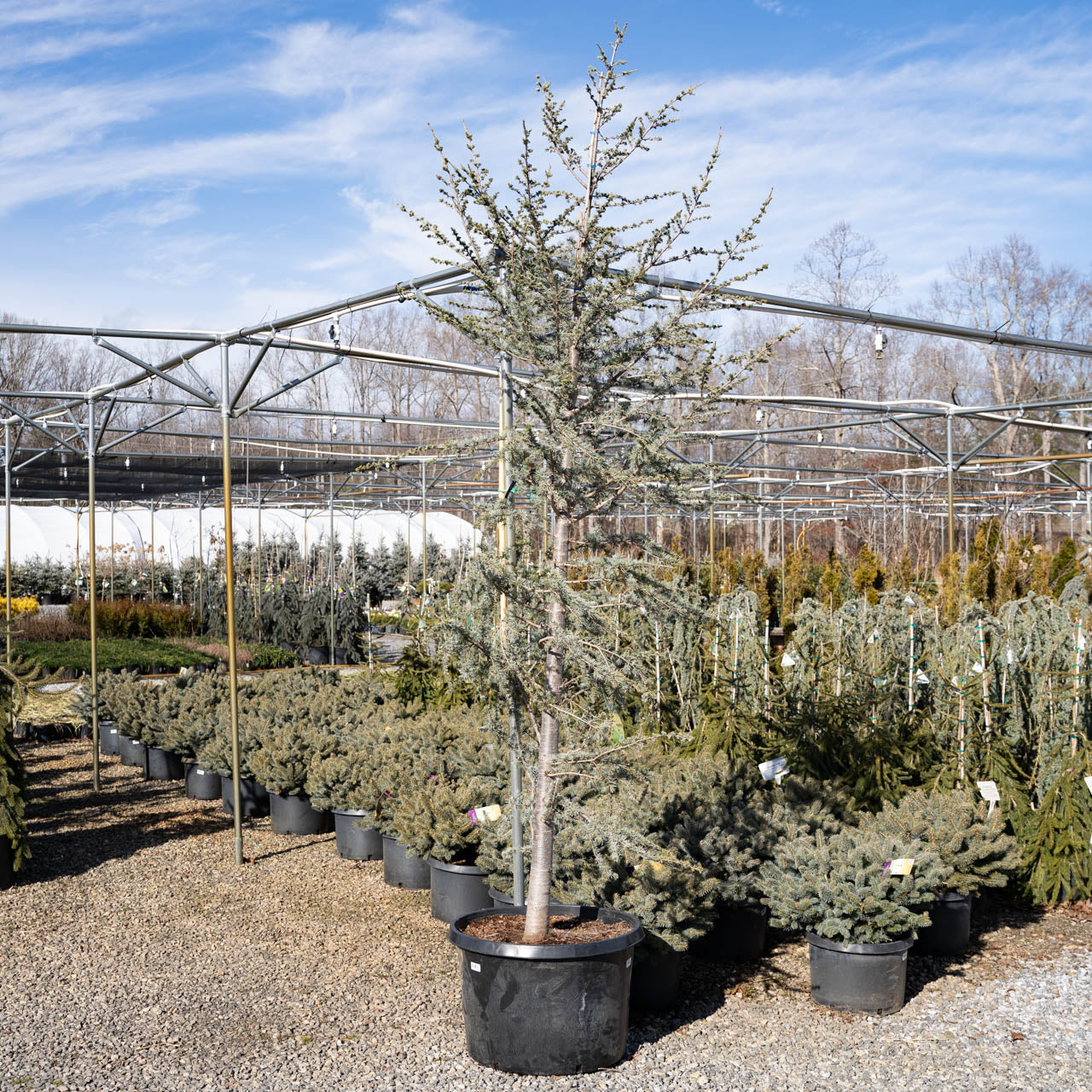 Blue Atlas Cedar Tree