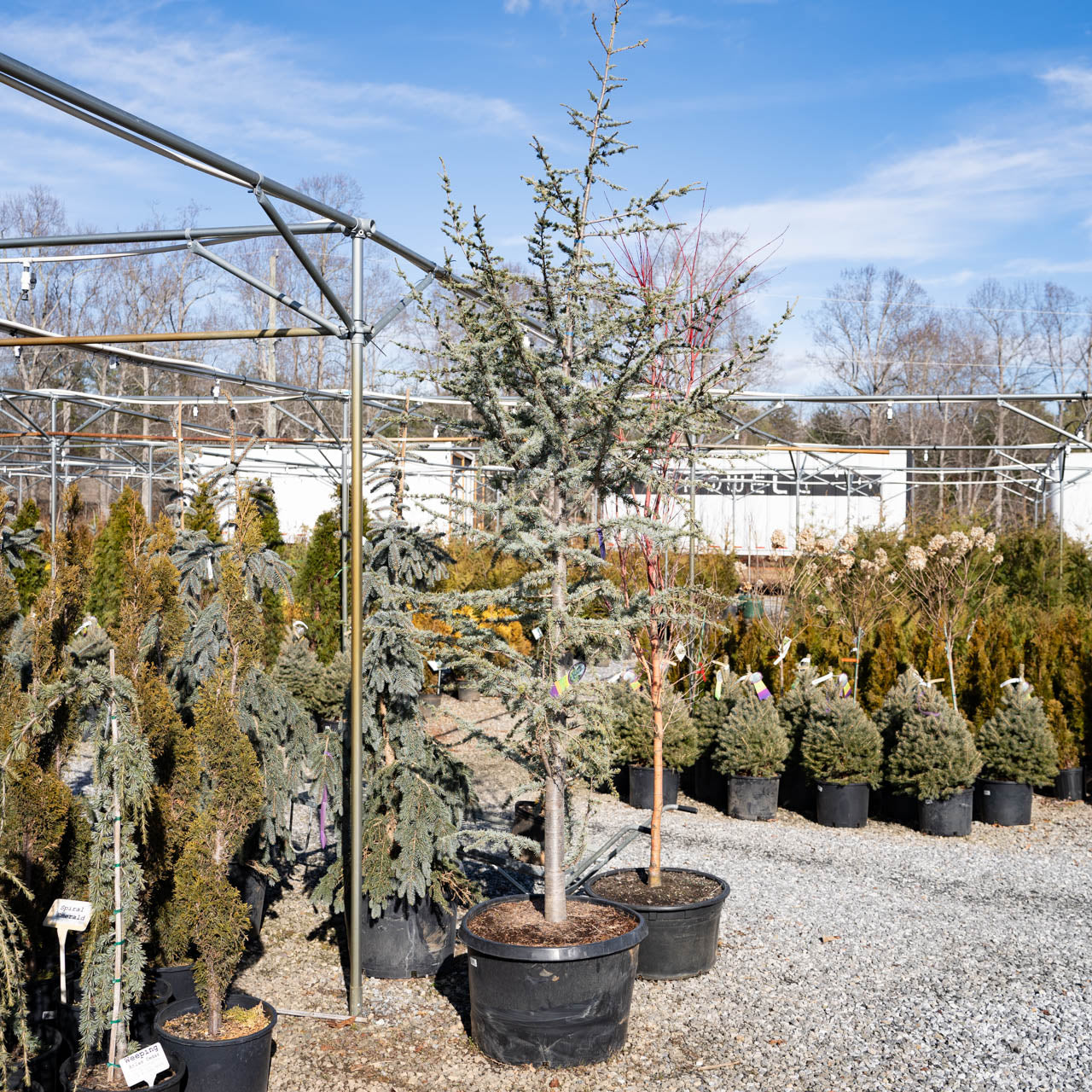 Blue Atlas Cedar Tree