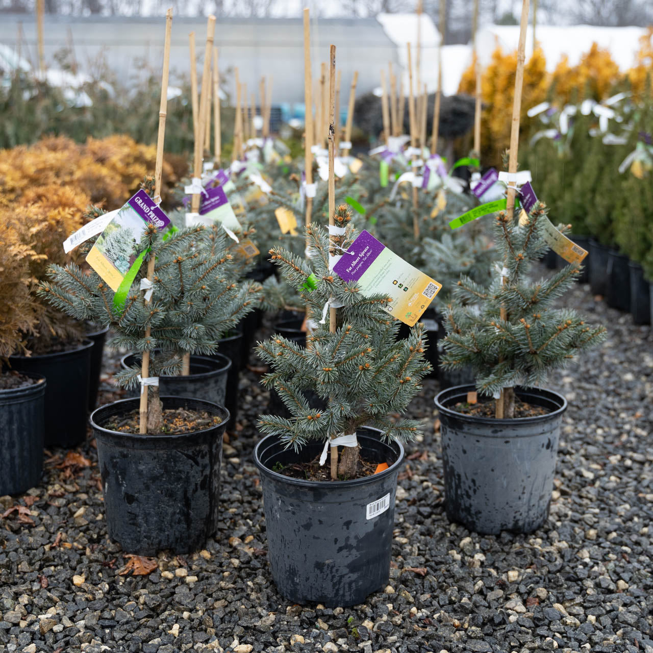 Fat albert blue spruce tree in landscape displaying blue pine needles with evergreen interest.