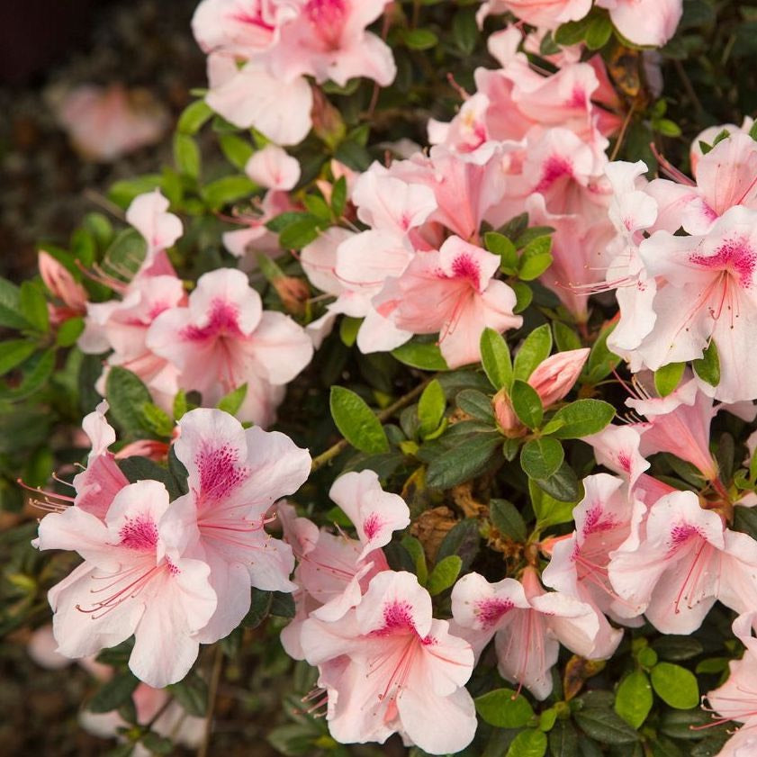 Beautiful group of autumn chiffon bicolor blooms on Encore Azalea rebloomer